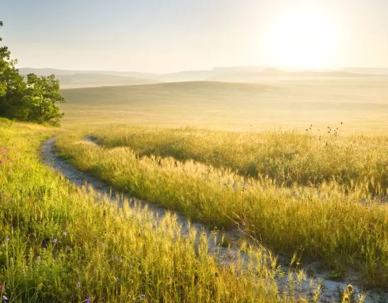 a path through a grassy field