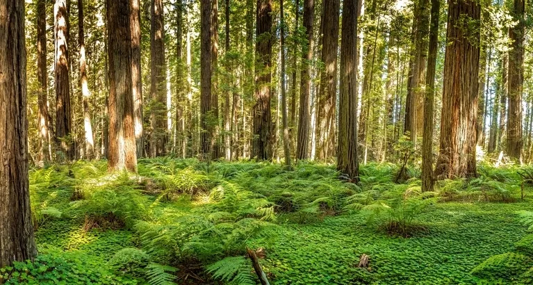 Dense forest with tall trees, green ferns, and sunlight filtering through foliage.